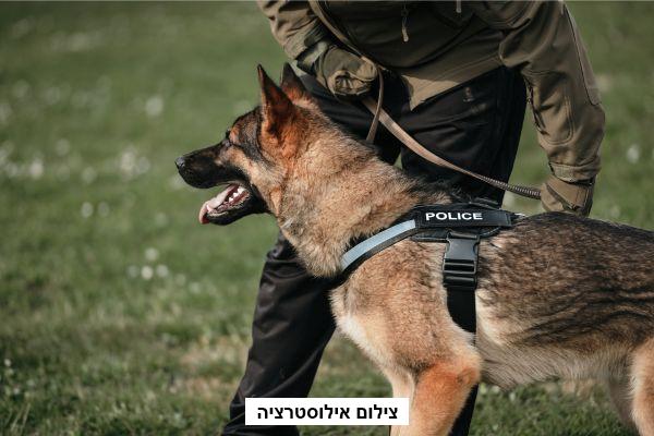 יחידת כלבנים