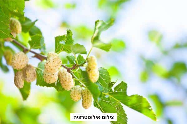 עצי תות לבן